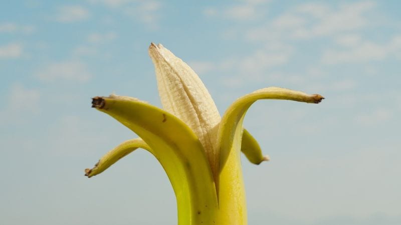 The Banana and Skim Milk Diet